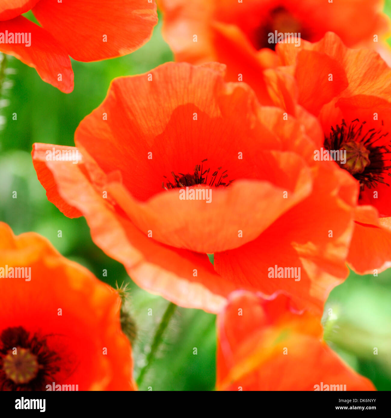 rote Mohnblumen einen herrlichen Sommer Szene Jane Ann Butler Fotografie JABP838 Stockfoto