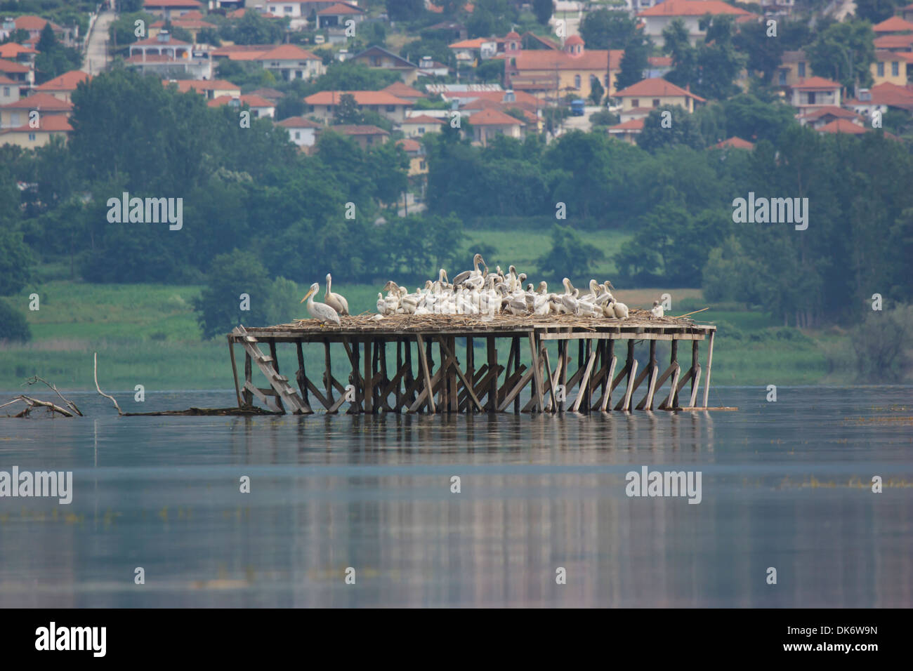 Krauskopfpelikan nisten auf See Kerkini Stockfoto