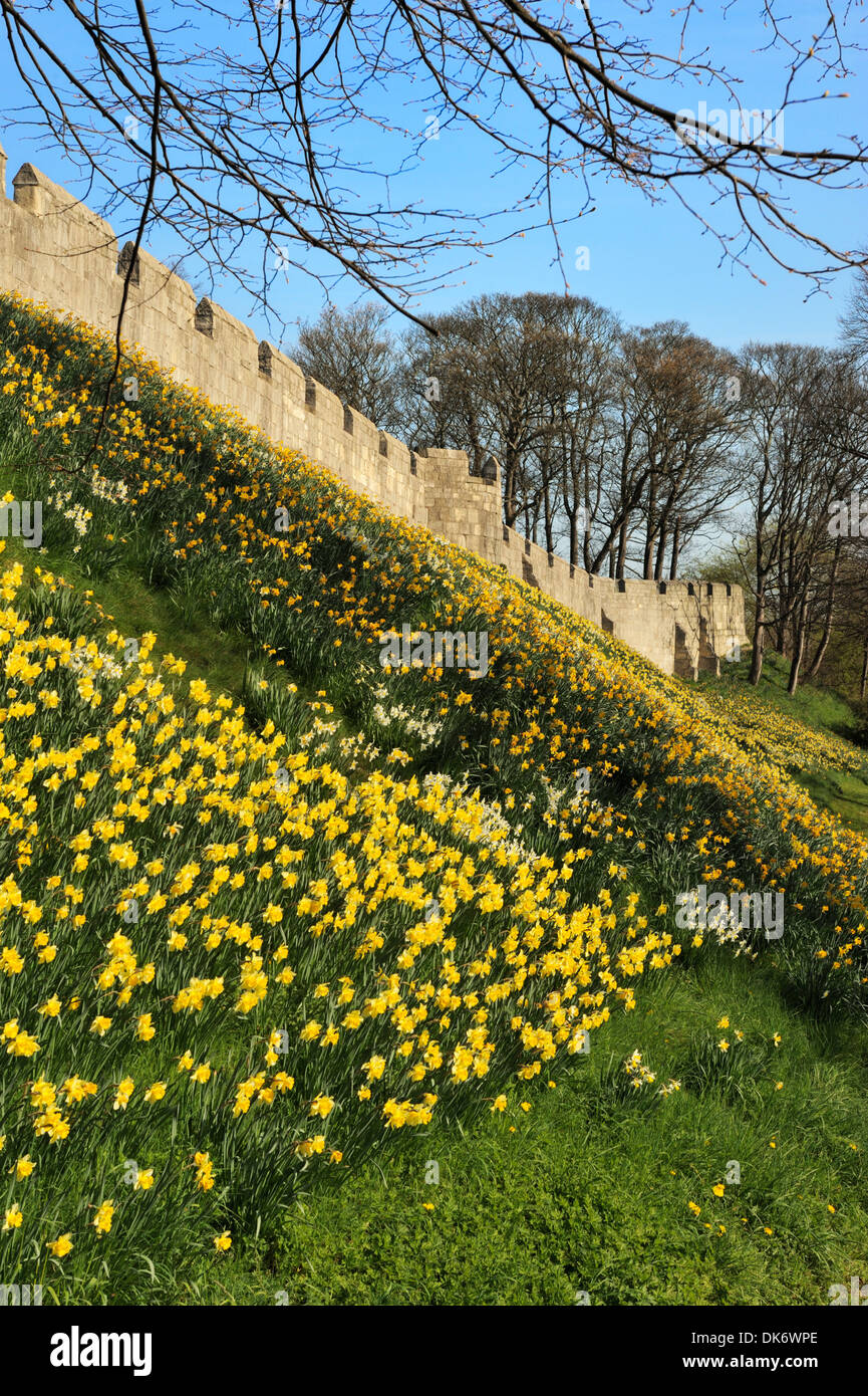 Narzissen neben der mittelalterlichen Stadtmauer, Yorker, Yorkshire, England, Vereinigtes Königreich, Europa Stockfoto