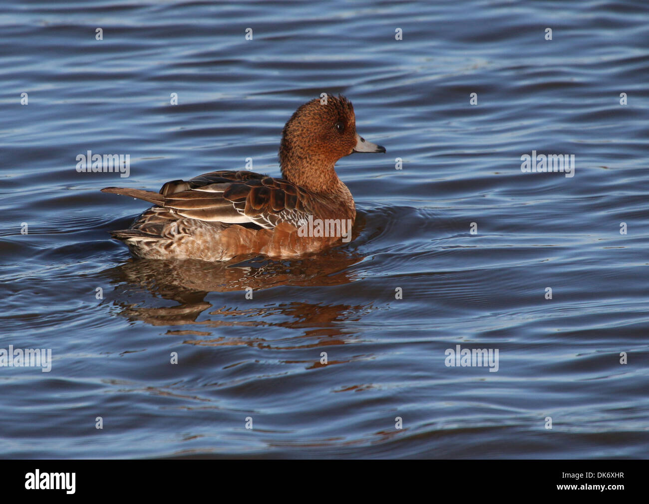 Nahaufnahme eines eurasischen Mädchens (Mareca penelope) beim Schwimmen Stockfoto