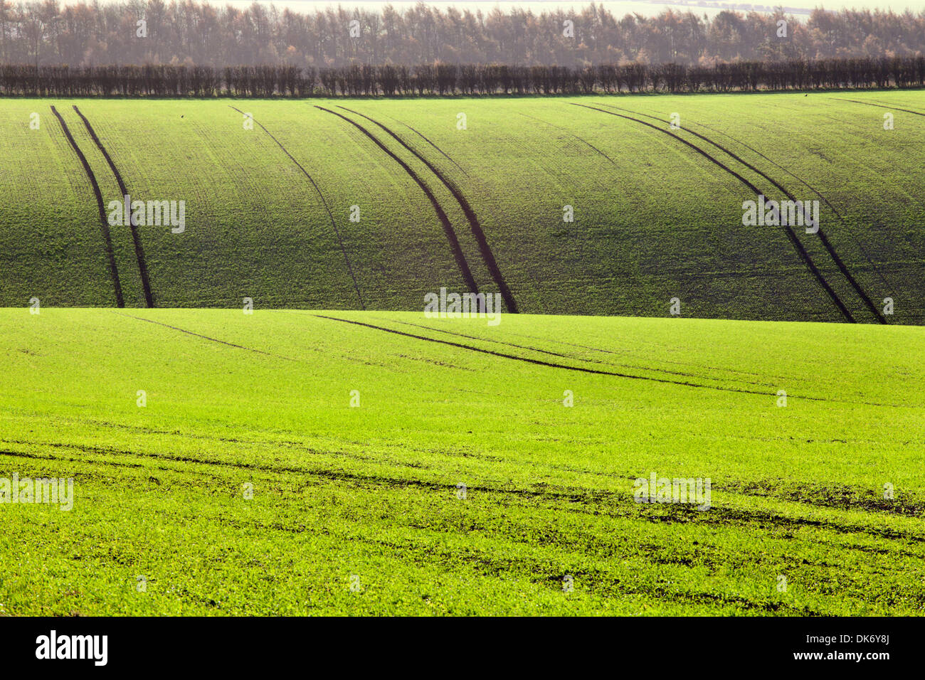 Felder in der Nähe von Fridaythorpe Yorkshire Wolds England Rollen Stockfoto