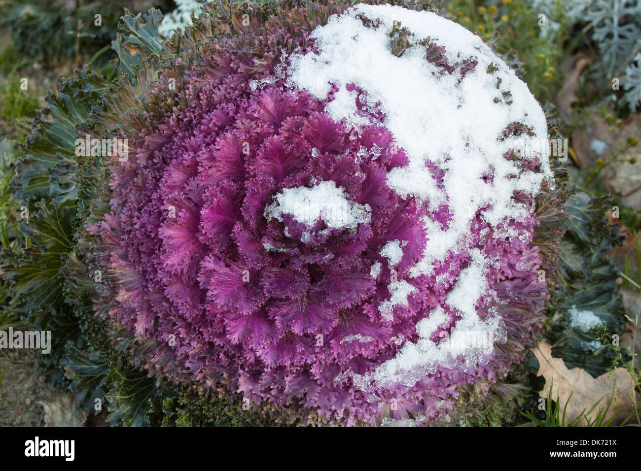 Blume lila Schnee Closeup außerhalb winter Stockfoto