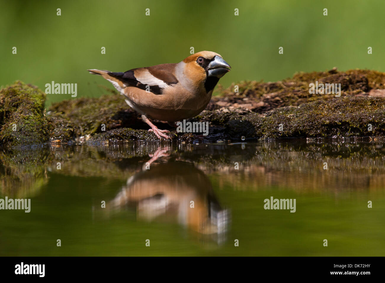 Kernbeißer Coccothraustes coccothraustes Stockfoto