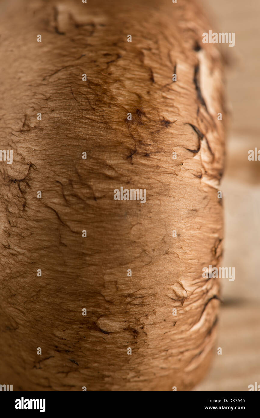 Nahaufnahme von Pilz, zeigt Textur und Farbe Stockfoto