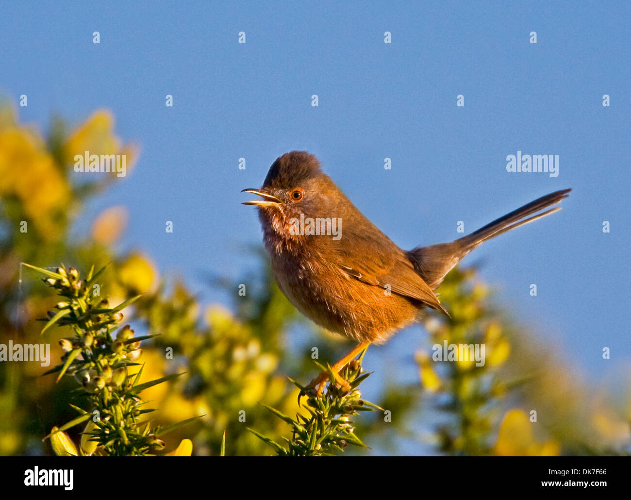 Dartford Warbler singen auf einem feinen Wintertag Stockfoto