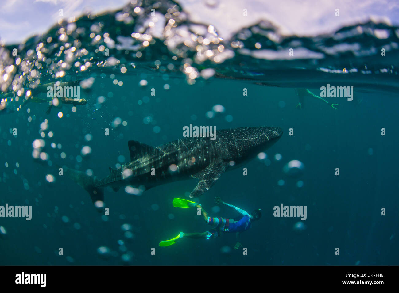 Schnorcheln mit whalesharks Stockfoto