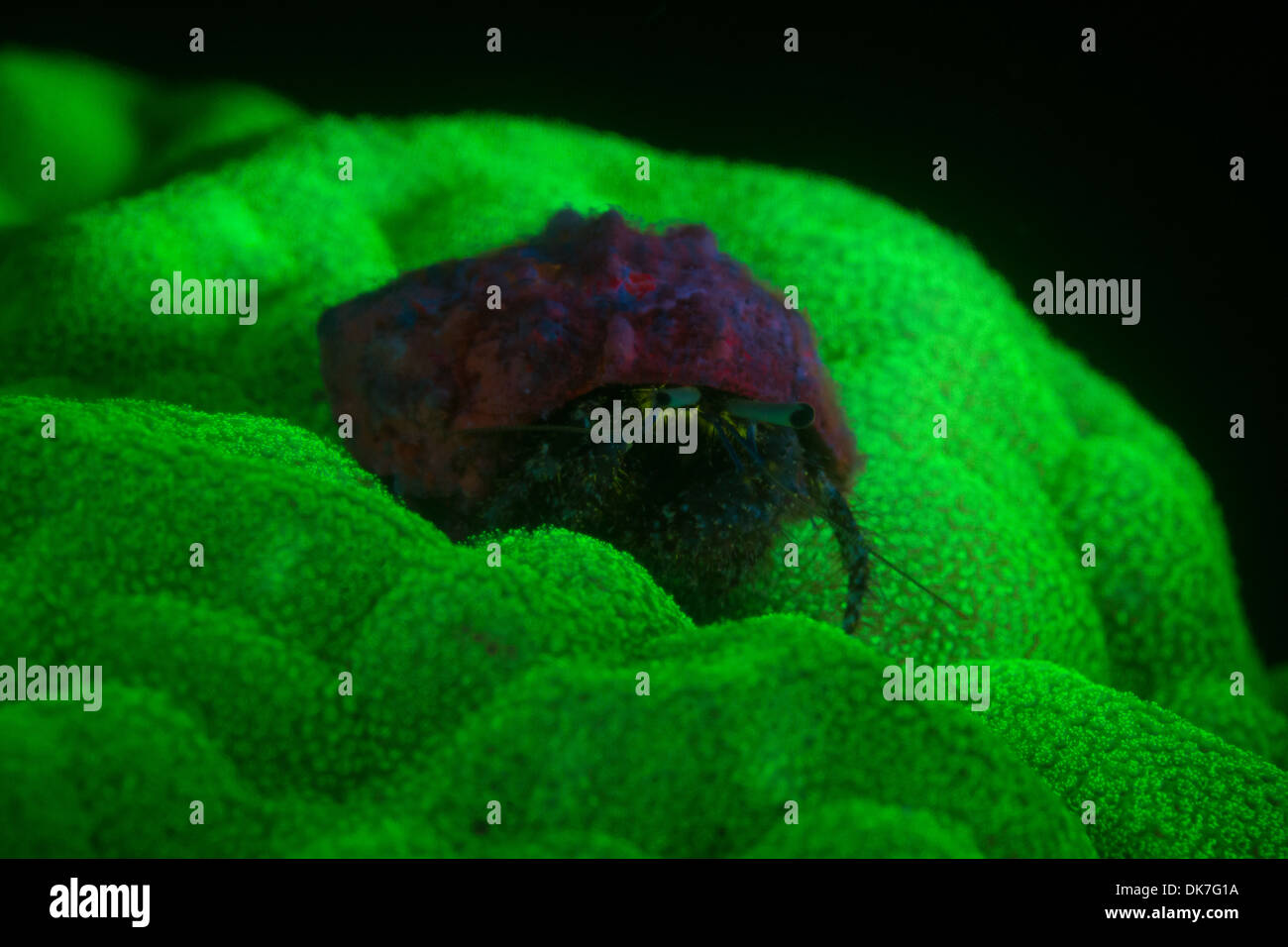 Einsiedlerkrebs während Fluoro dive Stockfoto