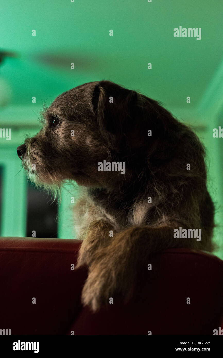 Border Terrier Hundekopf drehte lange Haare kurze Haare Stockfoto