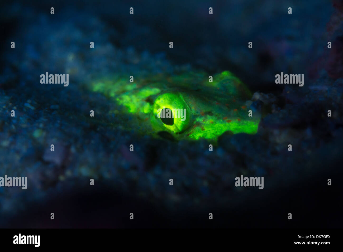 Meer-Viecher während eines Tauchgangs fluoro Stockfoto