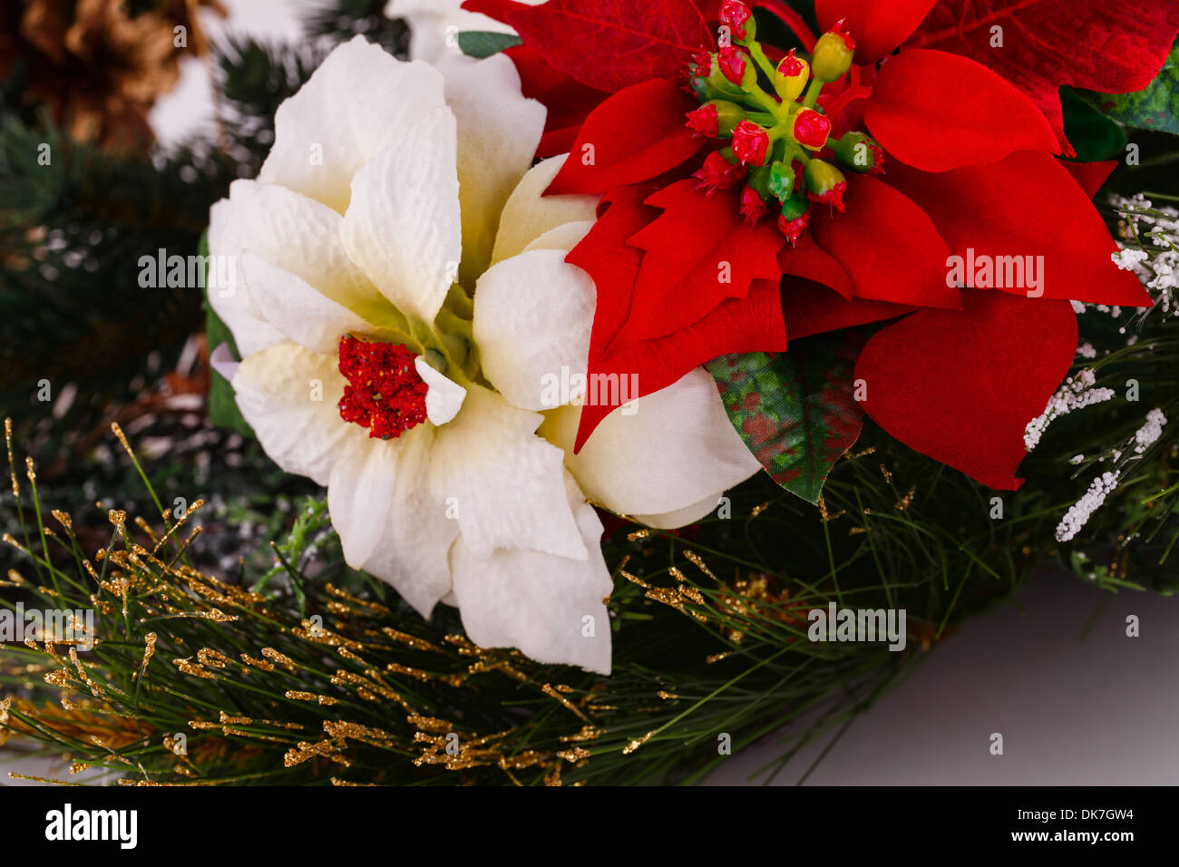 Holly Berry rote und weiße Blumen Closeup Bild. Stockfoto