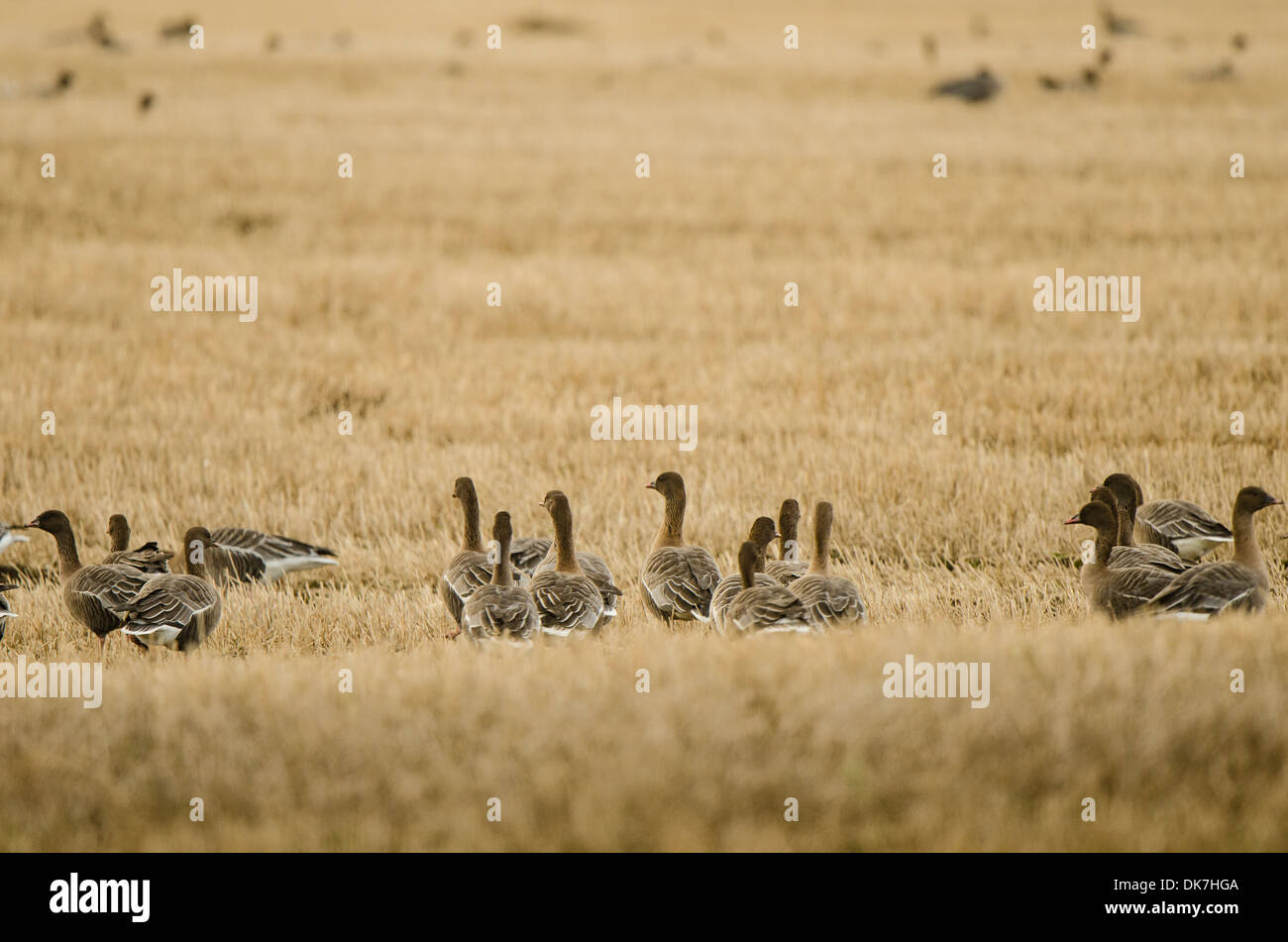 Landschaftsansicht Herde im Winter Stoppelfeld. Stockfoto