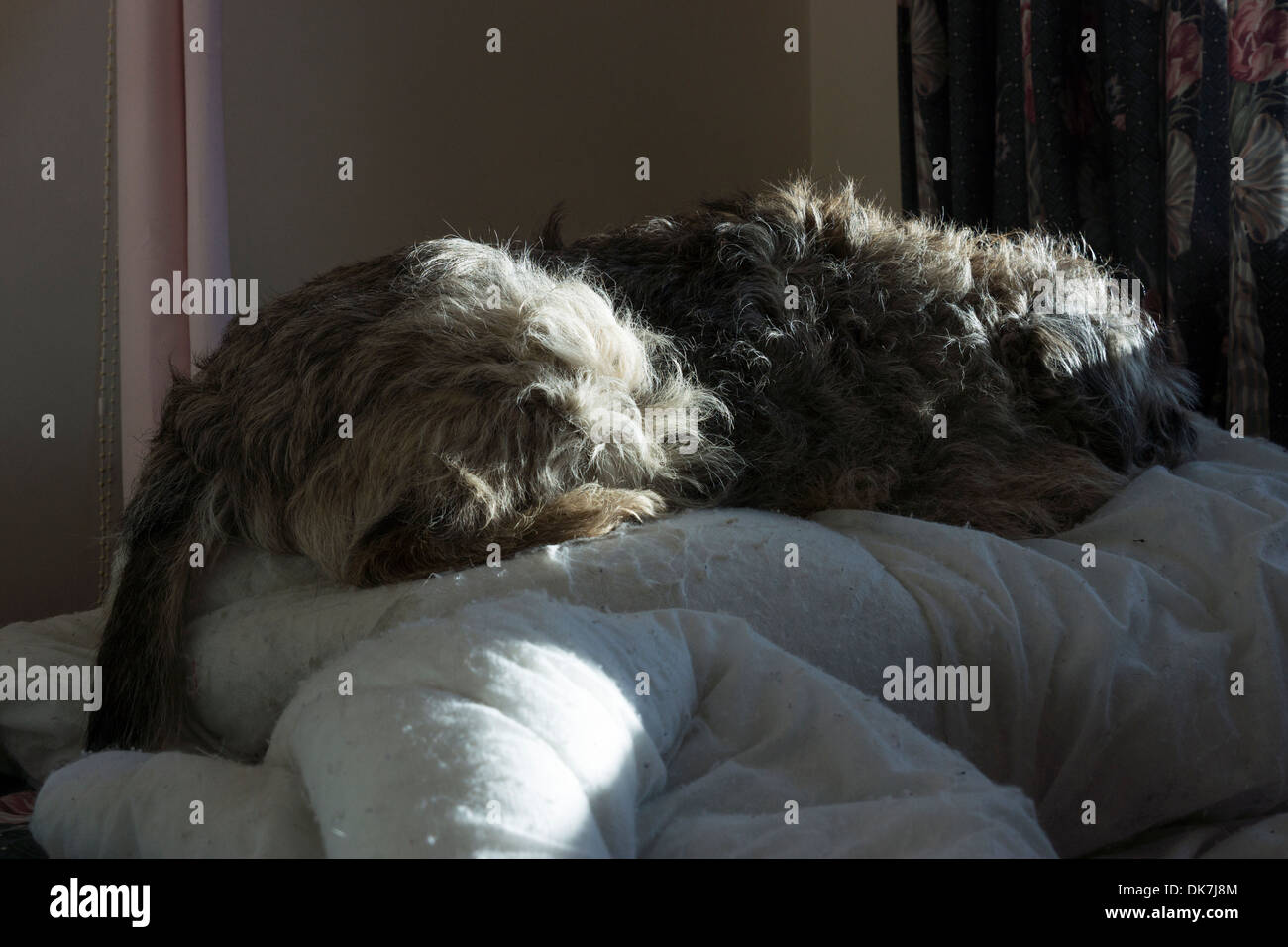 Border Terrier Hund Bett unten Sonne Patches Verlegung Stockfoto
