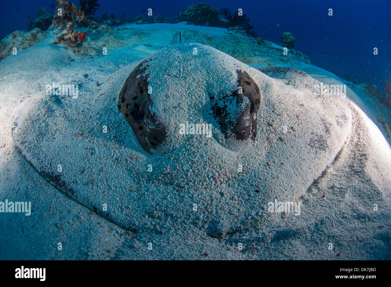 Stingray Stockfoto