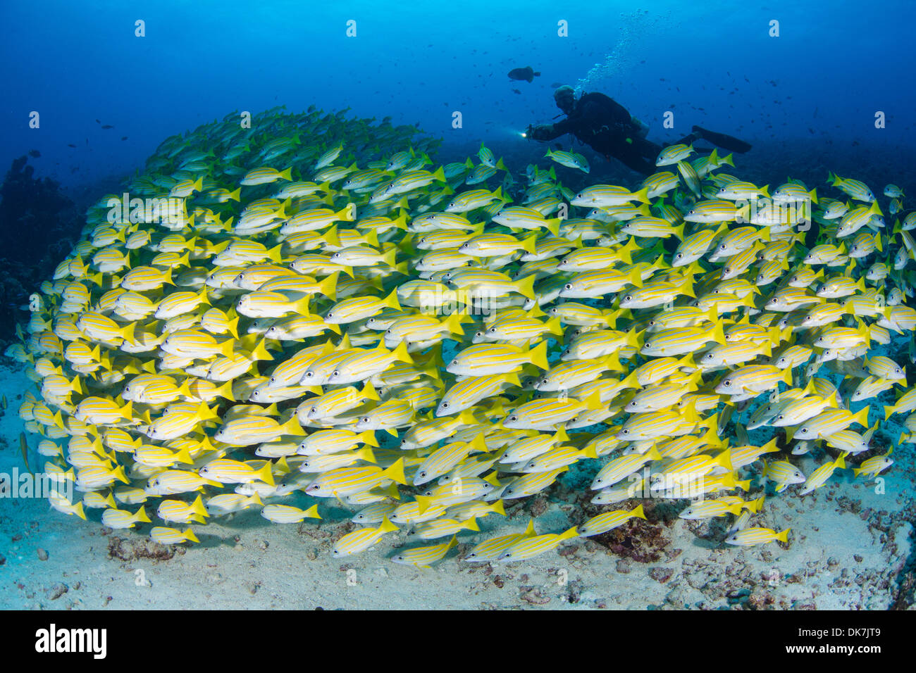 Taucher über eine Schule des Fisches Stockfoto