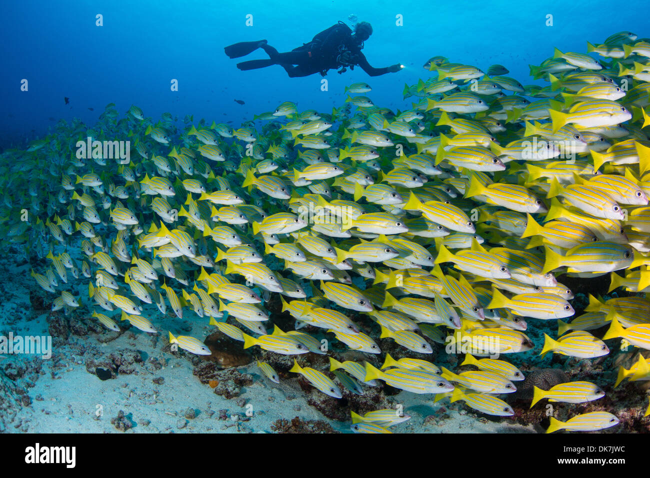Taucher über eine Schule des Fisches Stockfoto