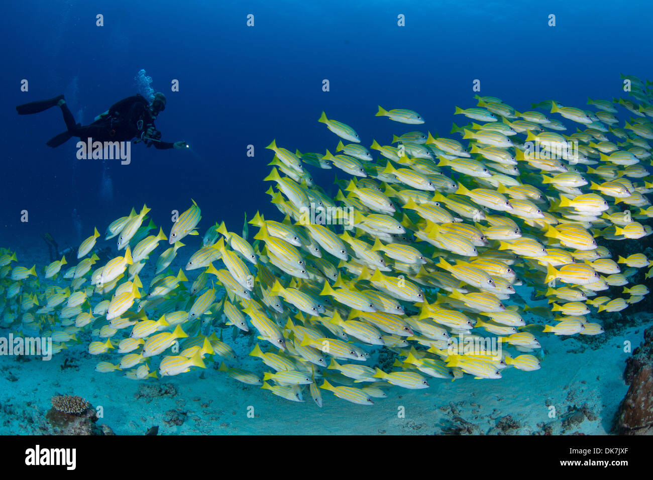 Taucher in eine Schule des Fisches Stockfoto