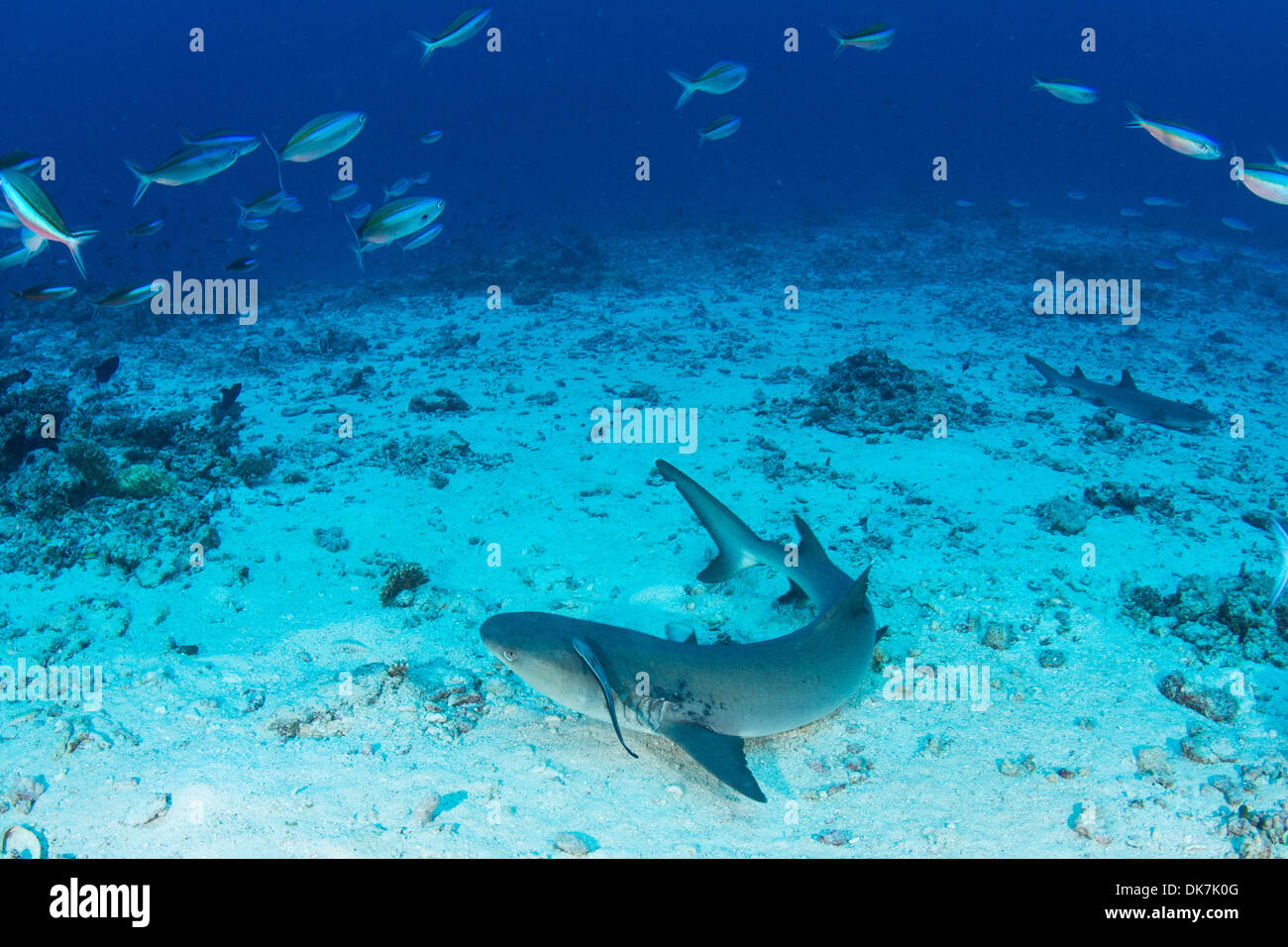 Reefshark Stockfoto