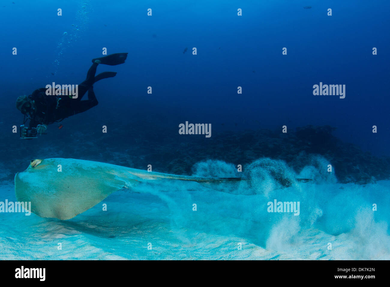 Taucher trifft ein Cowtail stingray Stockfoto