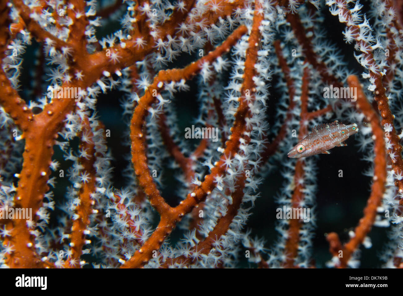 Orientalische Lippfisch (Oxycheilinus Rhodochrous) Stockfoto