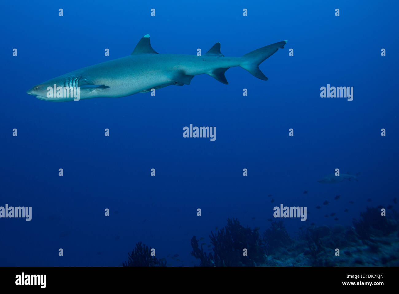 Weißspitzen-Riffhaie Stockfoto