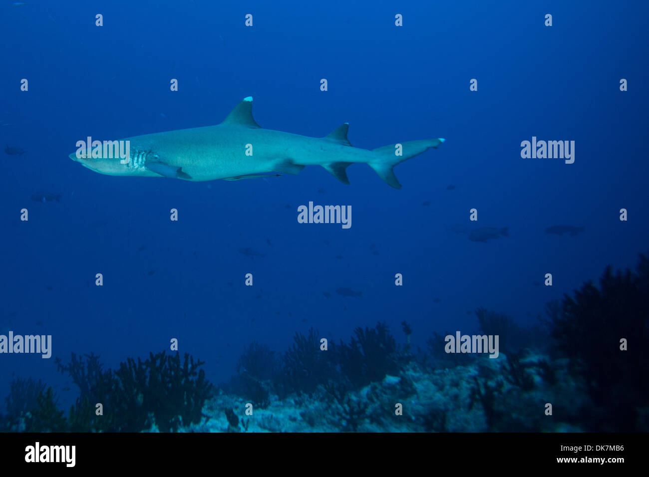 Weißspitzen-Riffhaie schwimmt am Riff Stockfoto