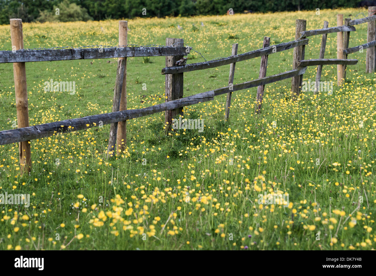 Rustikal, wackelige Zaun in eine gelbe Wildblumenwiese Stockfoto