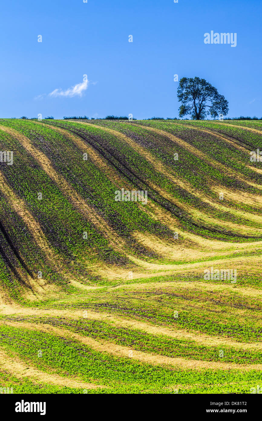 Ein einfaches Bild der wellenförmigen Muster erstellt von jungen Pflanzen und Furchen im Acker in Wiltshire, England. Stockfoto