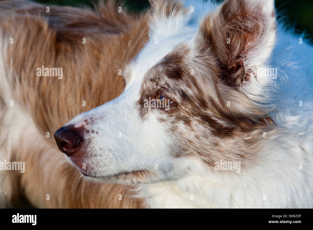 Red Merle Border-Collie - Kopf geschossen Stockfoto