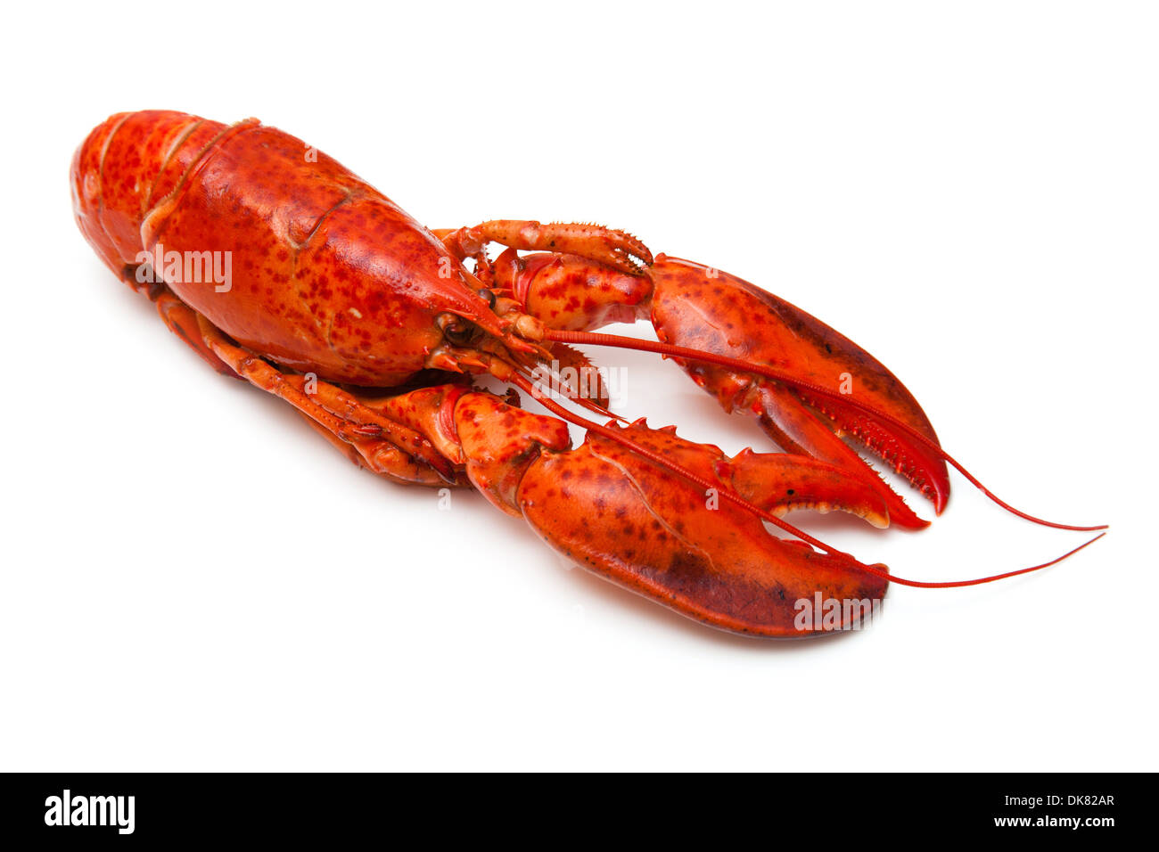 Kanadischen roten Hummer (Homarus Americanus) isoliert auf einem weißen Studio Hintergrund gekocht. Stockfoto