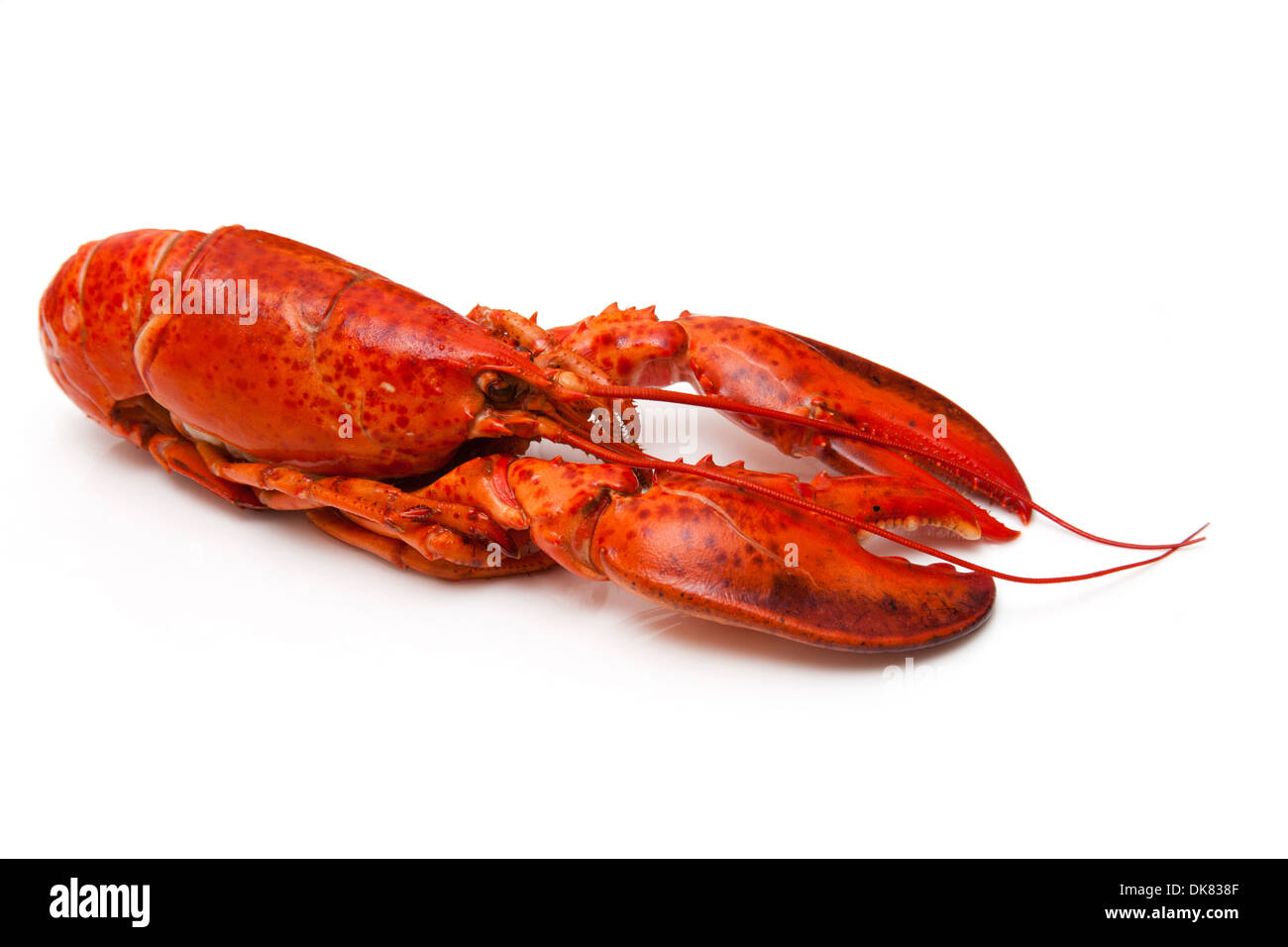 Kanadischen roten Hummer (Homarus Americanus) isoliert auf einem weißen Studio Hintergrund gekocht. Stockfoto