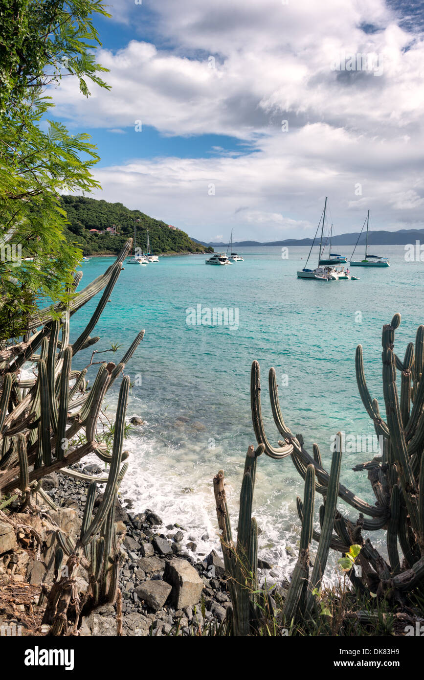 White Bay Headland Kaktus und Katamarane Jost Van Dyke | WHITE BAY, Britische Jungferninseln — Säulenkakteen stehen dichtgedrängt auf dem vulkanischen Gestein eines Kaps auf Jost Van Dyke und rahmen Katamarane und Segelboote ein, die im türkisfarbenen Wasser darunter vor Anker liegen. Die Kaktus markieren ein trockeneres, stärker exponiertes Mikroklima an dieser felsigen Spitze, im Kontrast zu der üppigen Vegetation, die nur wenige Meter entfernt an den geschützten Hängen derselben kleinen Insel zu finden ist. Stockfoto