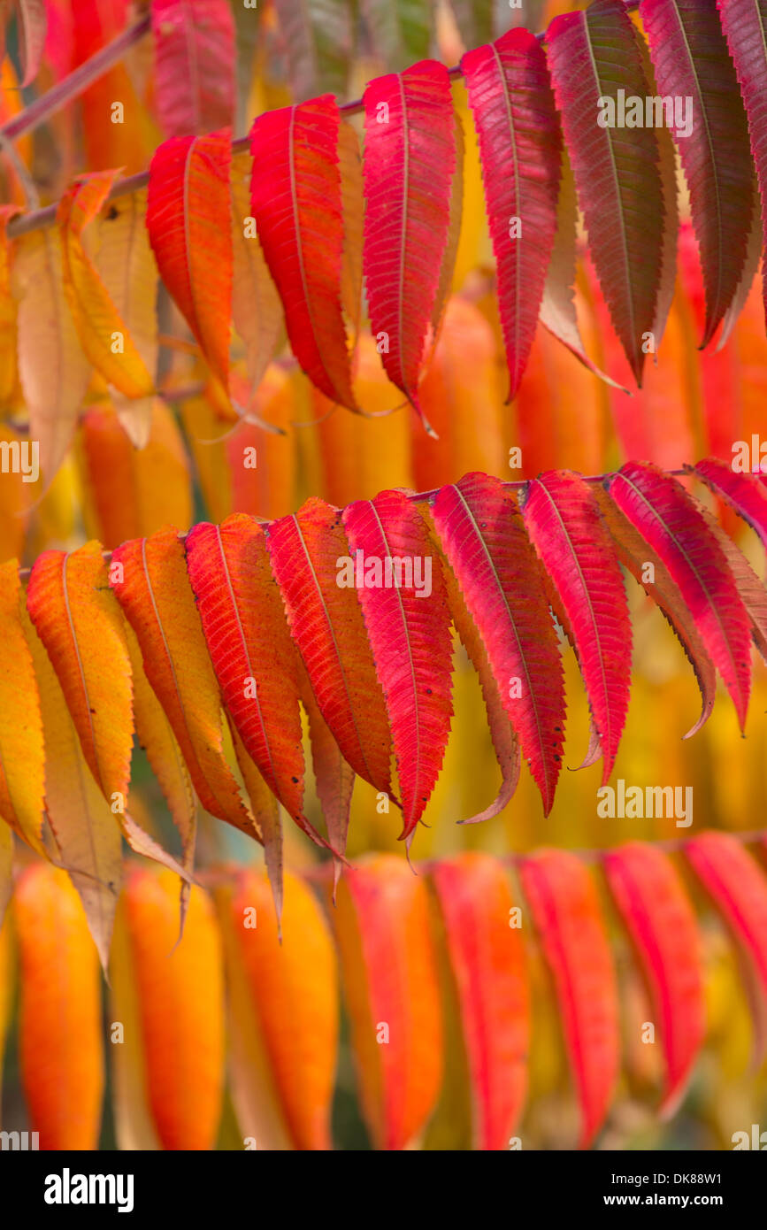 Sumach Baum, Blätter im Herbst, Stockfoto