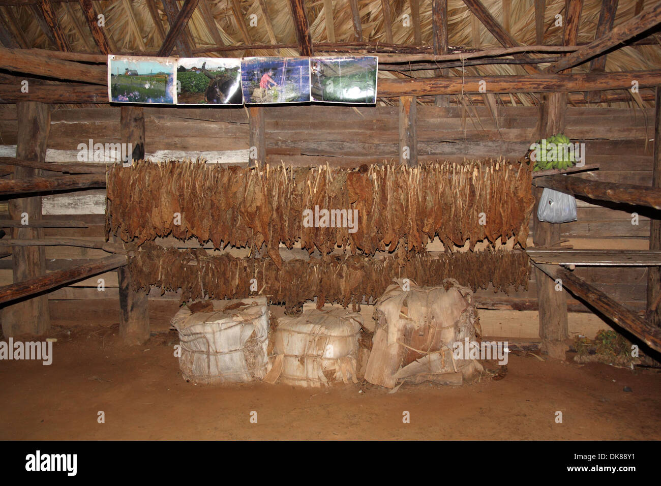 Tabak Trocknung Haus, Viñales-Tal, Pinar del Rio Province, Kuba, Karibik, Mittelamerika Stockfoto