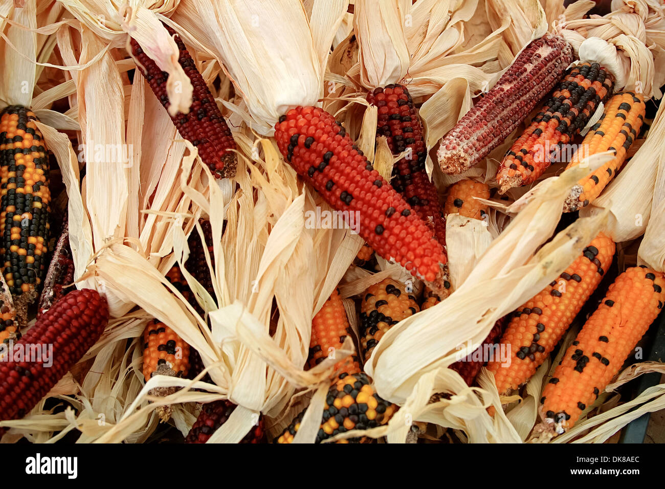 Santa Fe, New Mexico, USA. Indianischer Mais getrocknet. Stockfoto