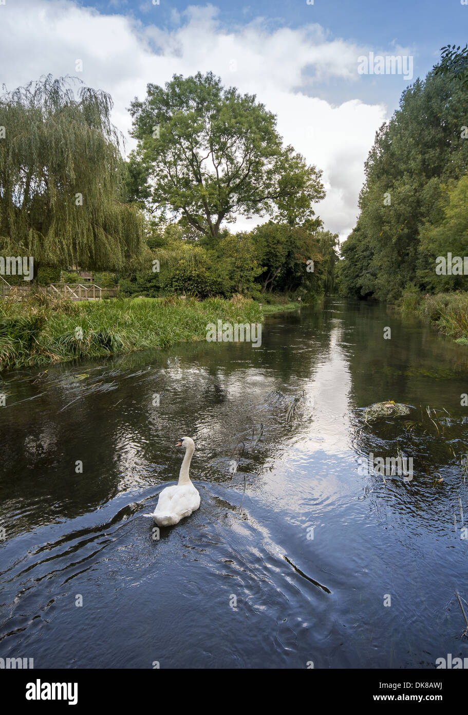 Schwan schwimmen auf den Baum gesäumten Fluss Itchen in der Nähe von Shawford in Hampshire, England, UK Stockfoto