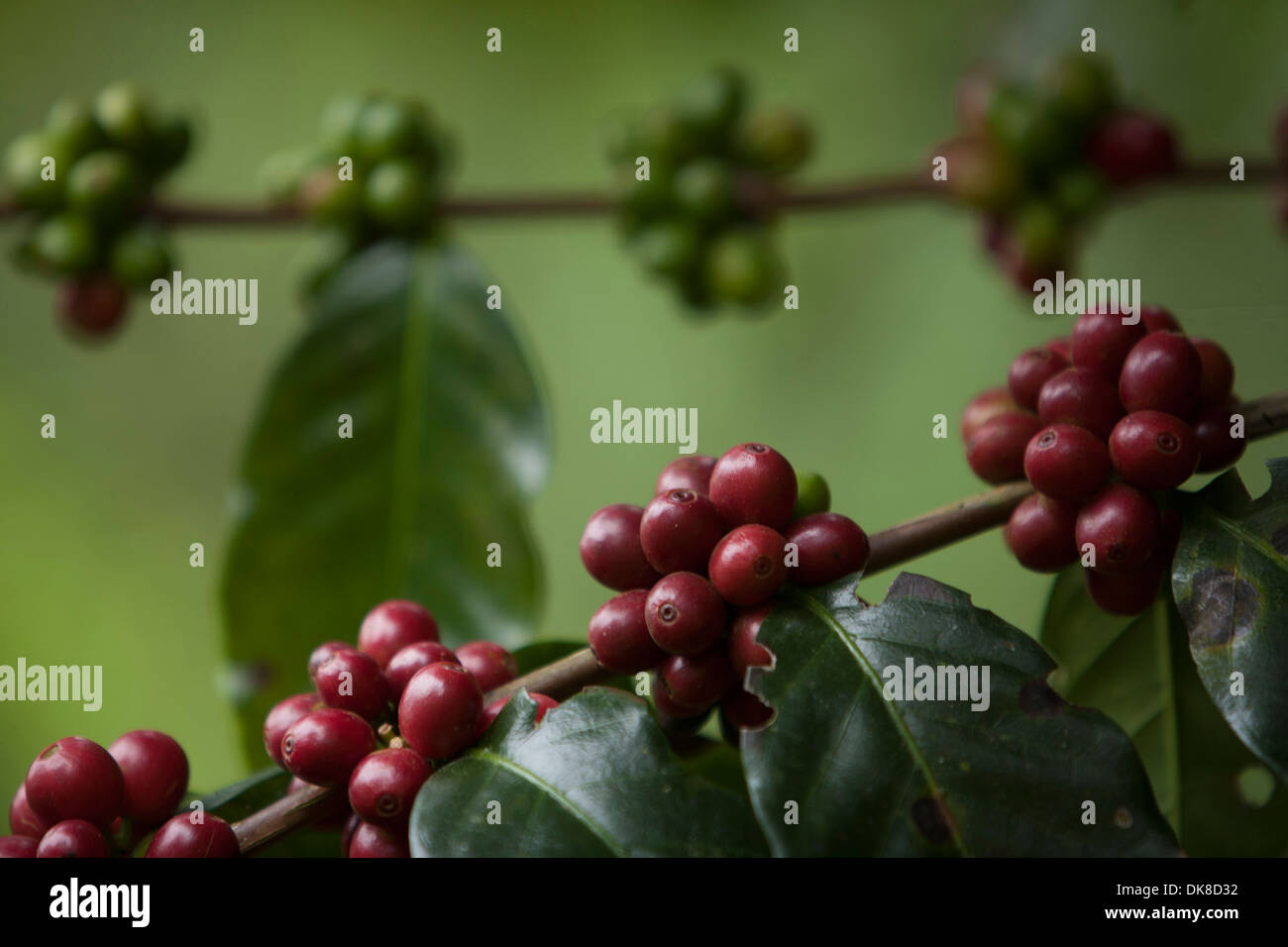 Kaffee wächst in El Triunfo Biosphären-Reservat. Sierra Madre Mountains, Bundesstaat Chiapas, Mexiko. Stockfoto