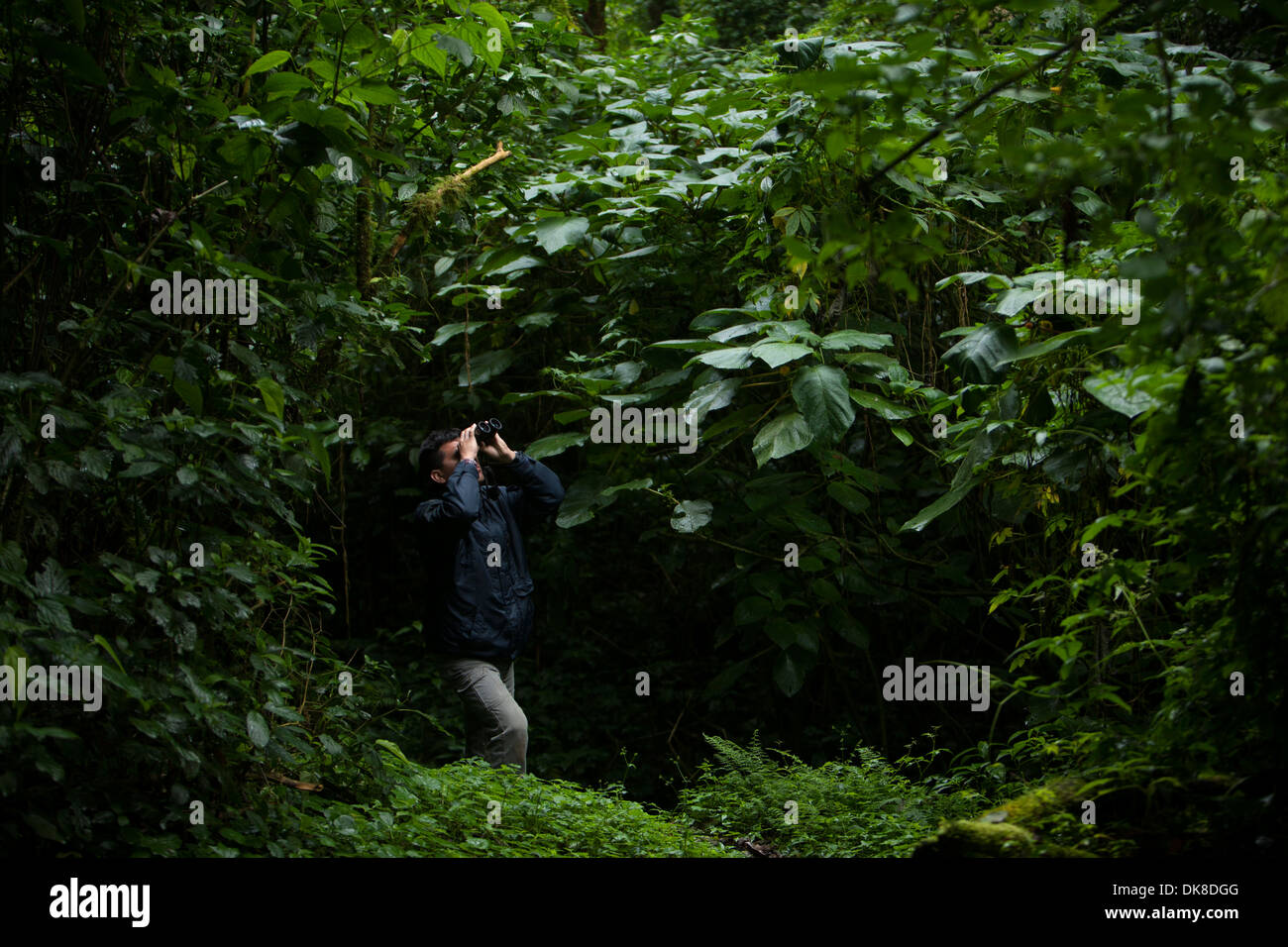 Ein Biologe in einem Trail im Wald in El Triunfo Biosphären-Reservat in den Bergen der Sierra Madre, Bundesstaat Chiapas, Mexico. Stockfoto