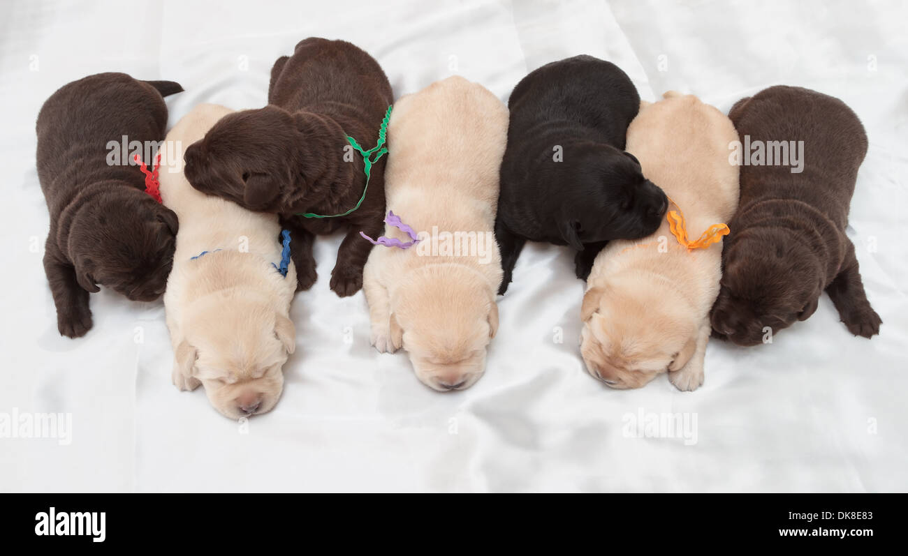 sieben Labrador Retriever Welpen (eine Woche alt) Stockfoto