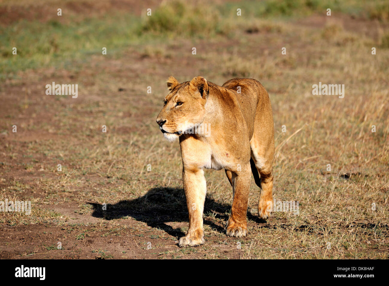 Lowe Nahrung Stockfotos Und Bilder Kaufen Alamy