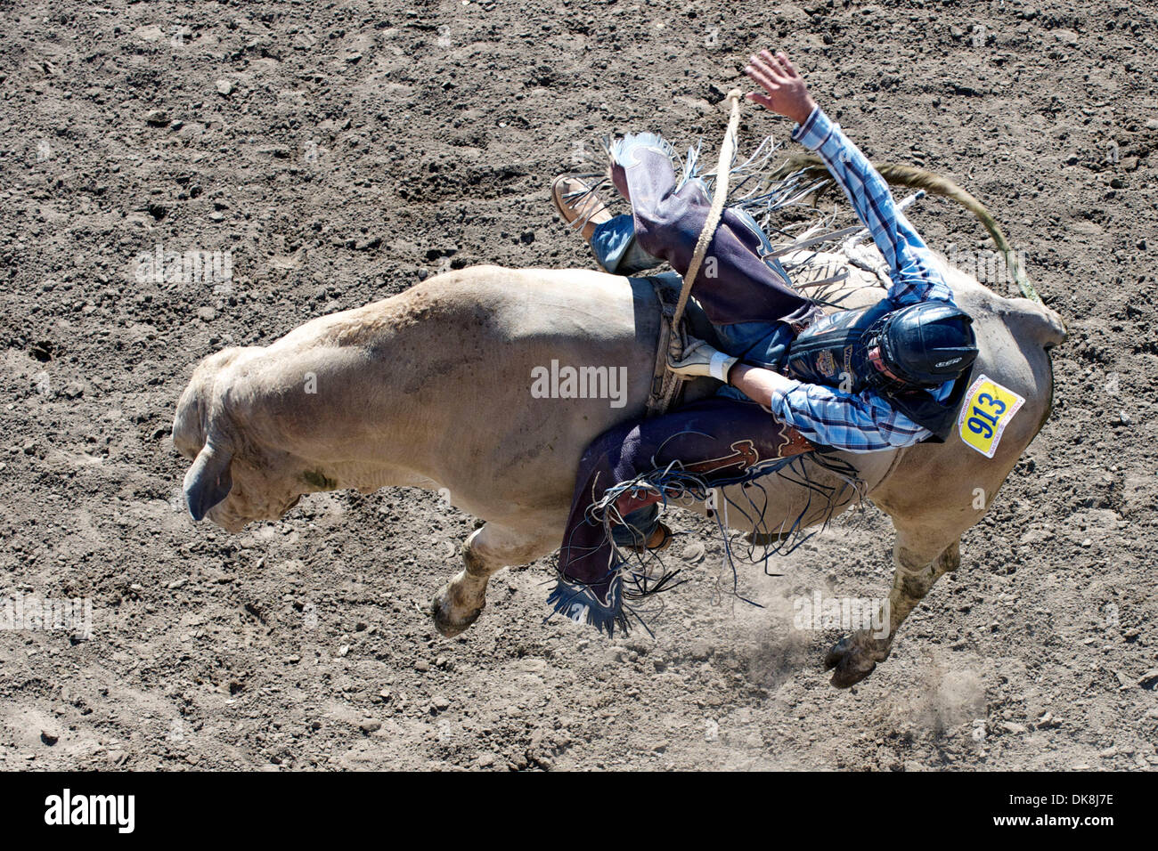 24. Juli 2011 - Salinas, Kalifornien, USA - Bull Rider a.j. Hamre Chico, ca fährt nördlich während der kurzen Runde bei der California Rodeo Salinas in Salinas, Kalifornien.  Hamre beendete das Wochenende erste insgesamt. (Kredit-Bild: © Matt Cohen/Southcreek Global/ZUMAPRESS.com) Stockfoto