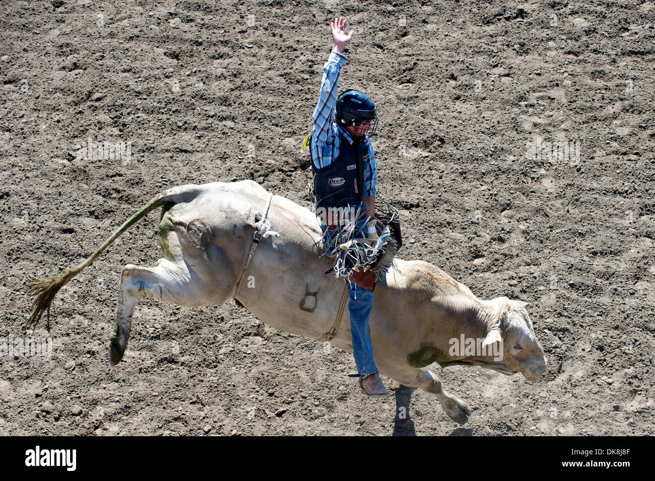 24. Juli 2011 - Salinas, Kalifornien, USA - Bull Rider a.j. Hamre Chico, ca fährt nördlich während der kurzen Runde bei der California Rodeo Salinas in Salinas, Kalifornien.  Hamre beendete das Wochenende erste insgesamt. (Kredit-Bild: © Matt Cohen/Southcreek Global/ZUMAPRESS.com) Stockfoto