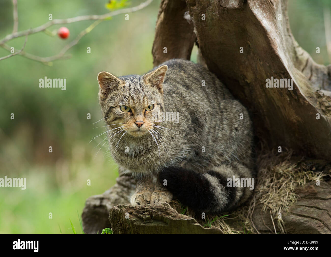 Schottische Wildkatze, Felis Silvestris, erwachsenes Weibchen Stockfoto