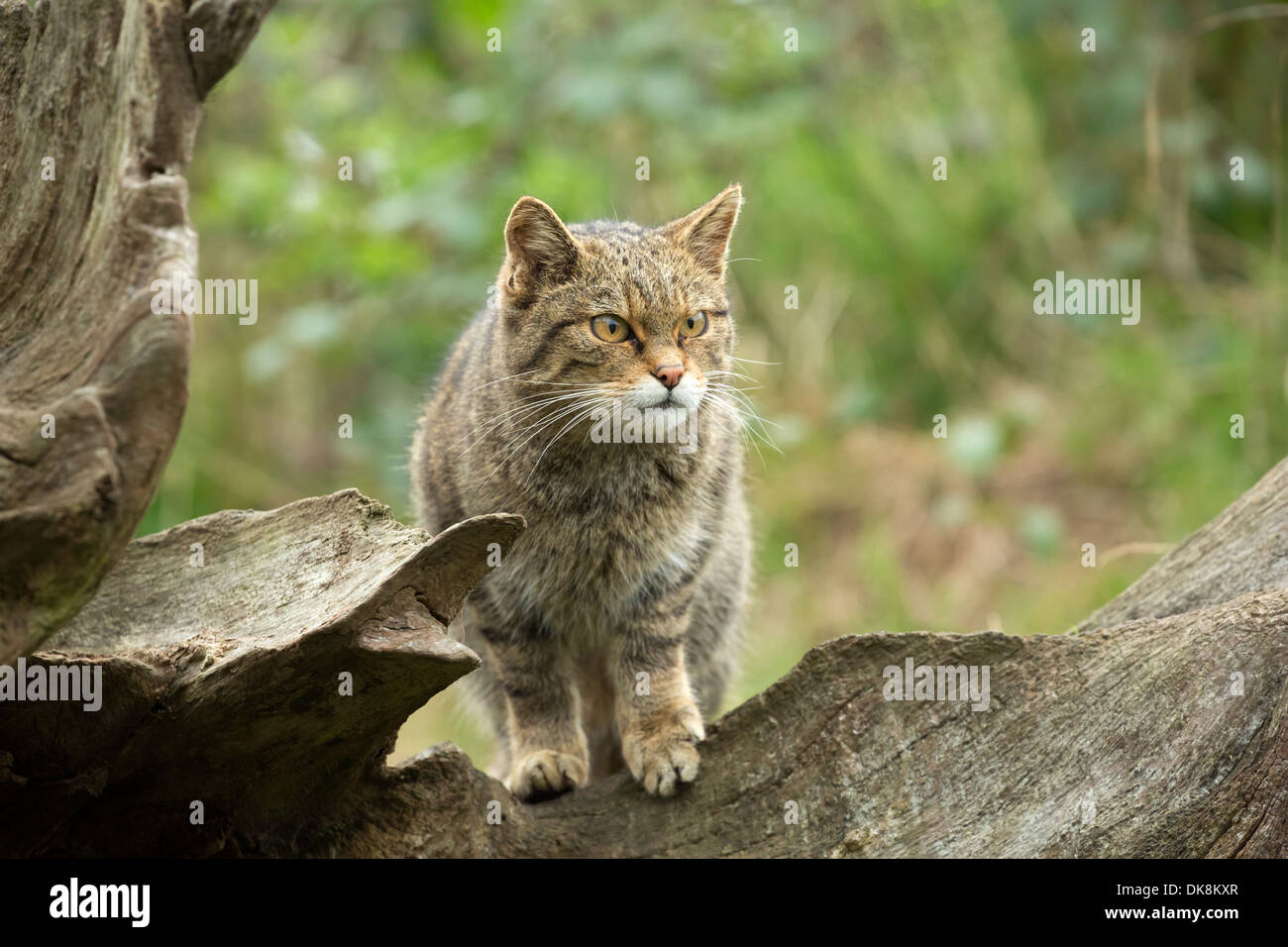 Schottische Wildkatze, Felis Silvestris, erwachsenes Weibchen Stockfoto