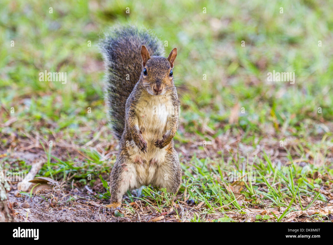 Östliche graue Eichhörnchen (Sciurus Carolinensis) steht auf den Hinterbeinen auf Rasen Stockfoto