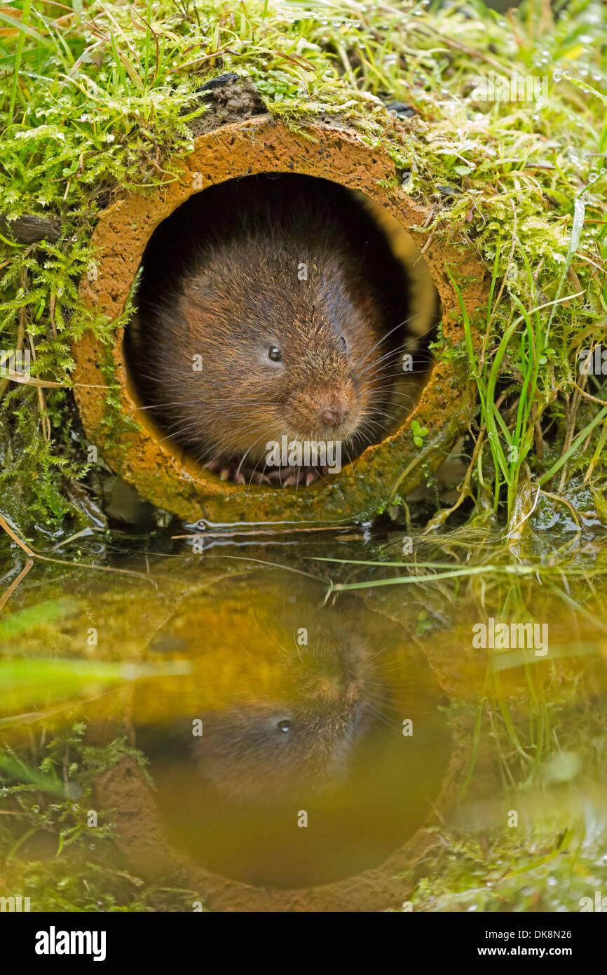 Europäische Wasser-Wühlmaus, Arvicola amphibius Stockfoto