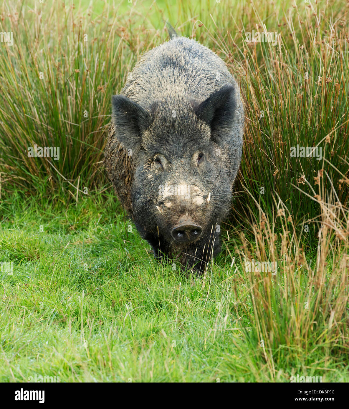 Wildschwein, Sus Scrofa, Männlich Stockfoto