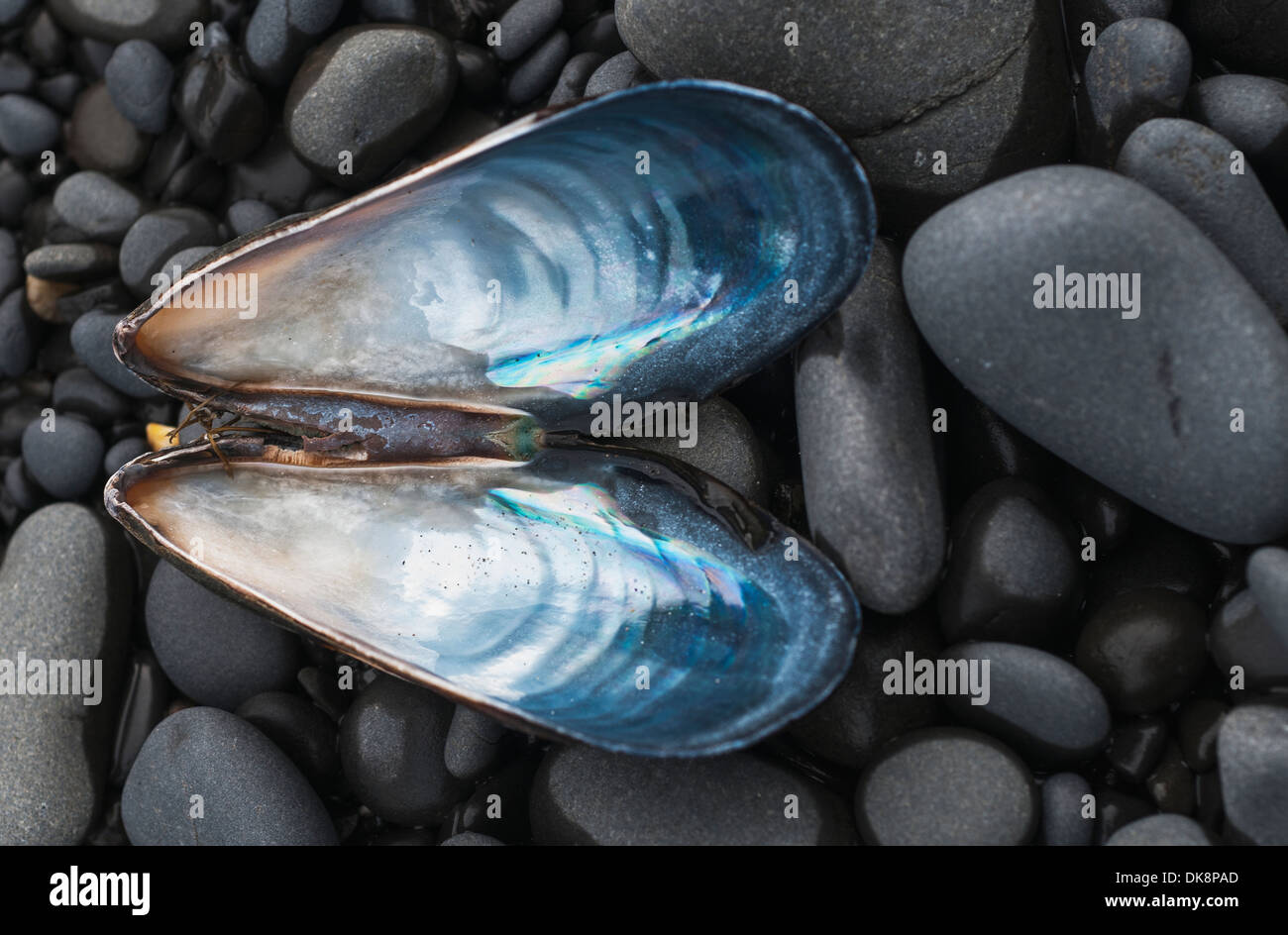 Eine Miesmuschel (Mytilus Edulis) Schale ruht am Strand; Cannon Beach, Oregon, Vereinigte Staaten von Amerika Stockfoto