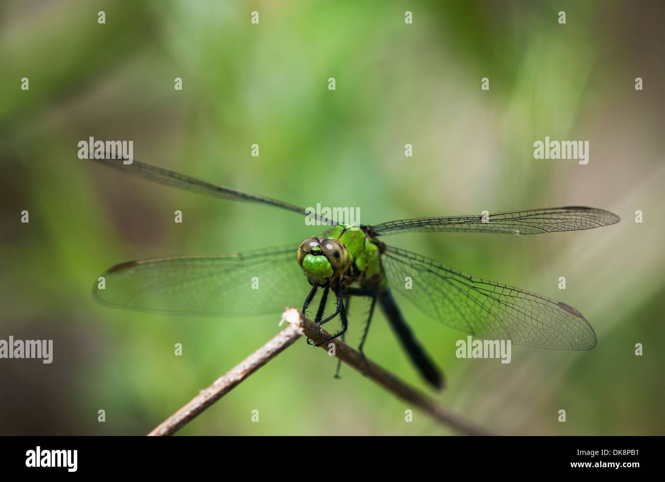 Eine Libelle (Odonata) ruht auf einem Stiel; Vian, Oklahoma, Vereinigte Staaten von Amerika Stockfoto