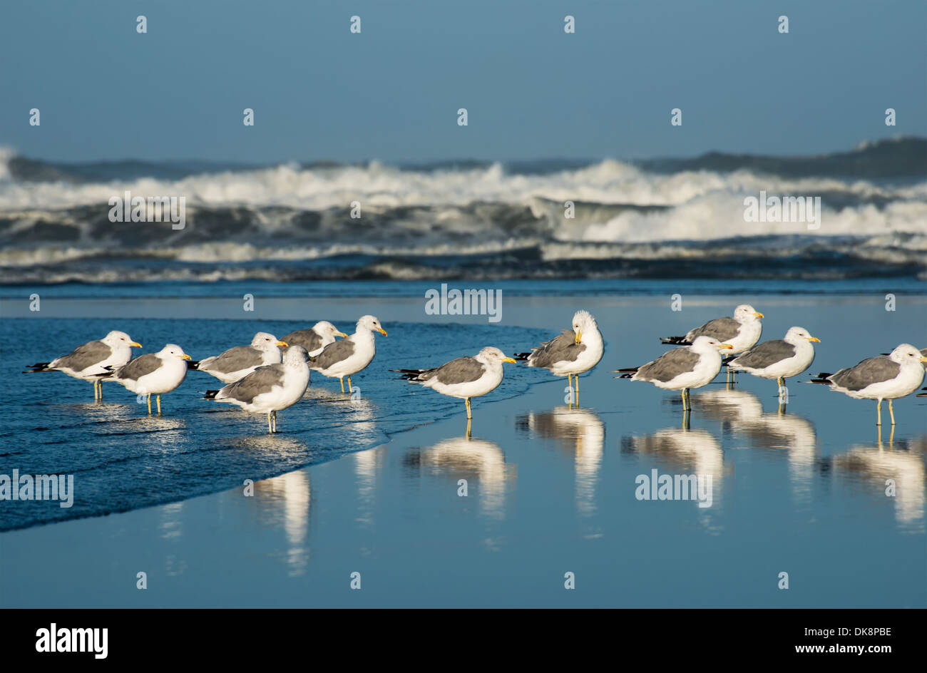California Möwen (Larus Californicus) ruhen am Strand; Ilwaco, Washington, Vereinigte Staaten von Amerika Stockfoto