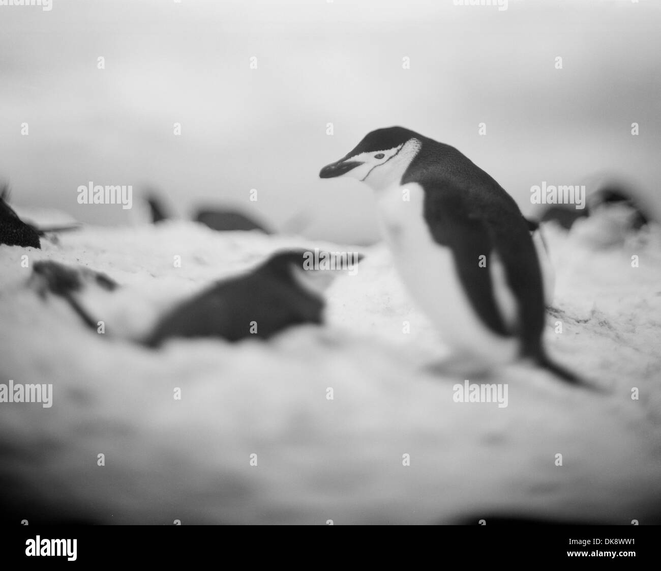 Antarktis, Deception Island, verschwommene Farbe der Kinnriemen Pinguine nisten im Schnee in Stockfoto